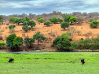 Rezerwat w Chobe (Botswana)